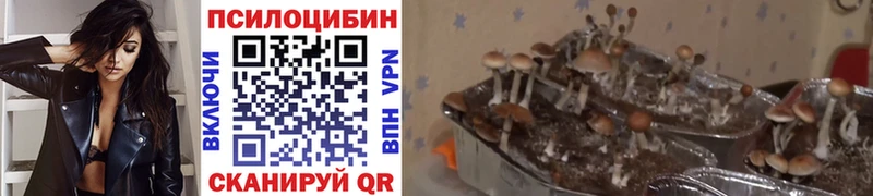 где купить наркоту  Берёзовка  Галлюциногенные грибы Magic Shrooms 